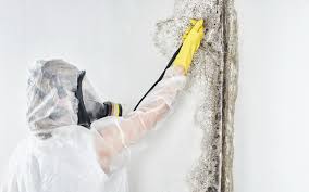 Best Black Mold Removal  in Brilliant, OH